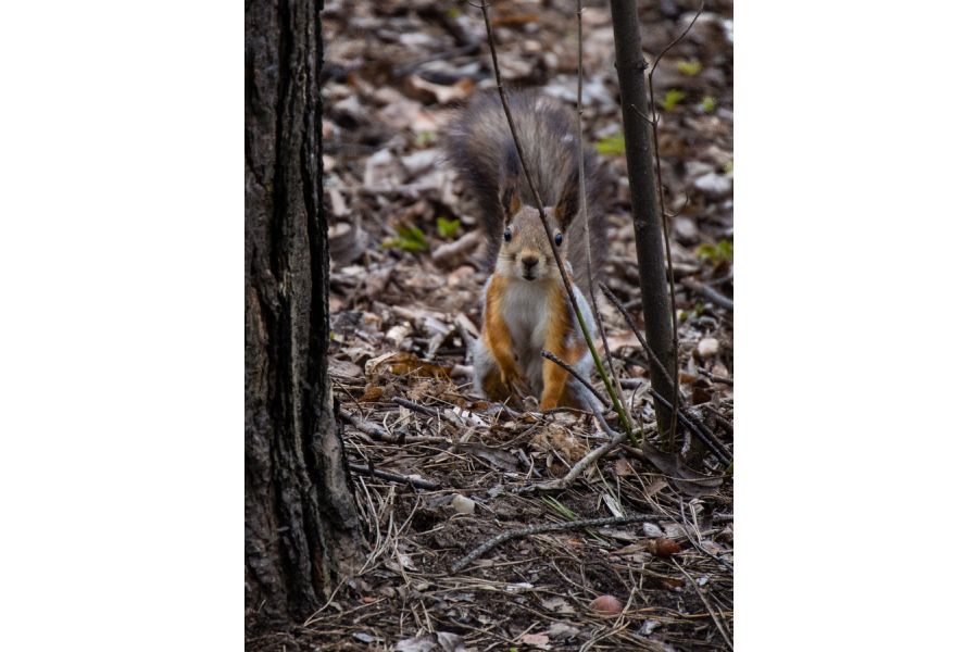 Panasonic Lumix G Vario 45-150mm f/4-5.6 Asph Mega OIS