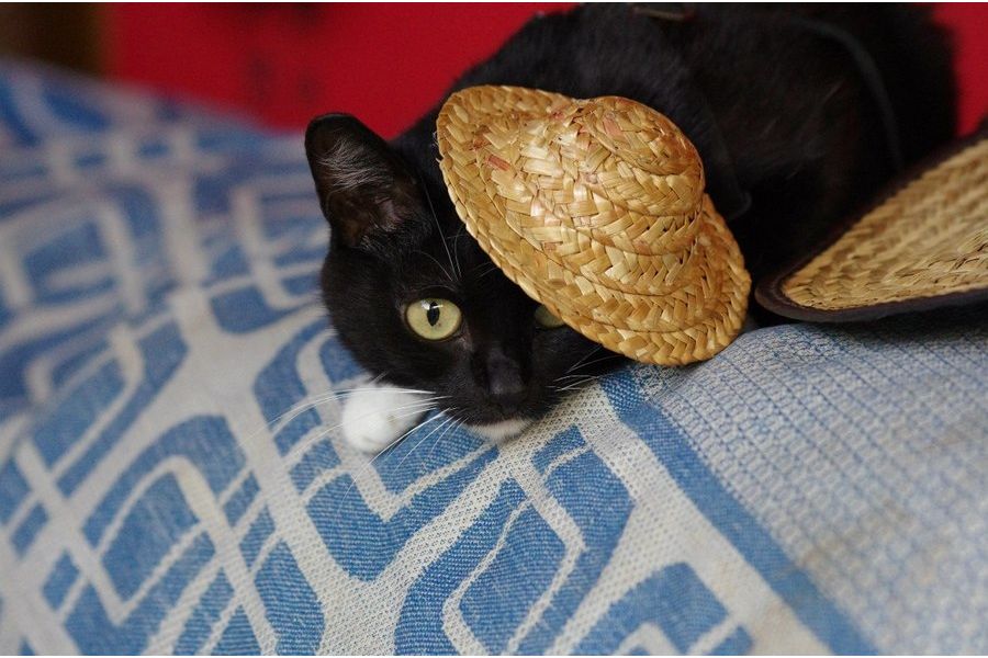 Sigma AF 70-300mm f/4-5.6D DG Macro for Nikon