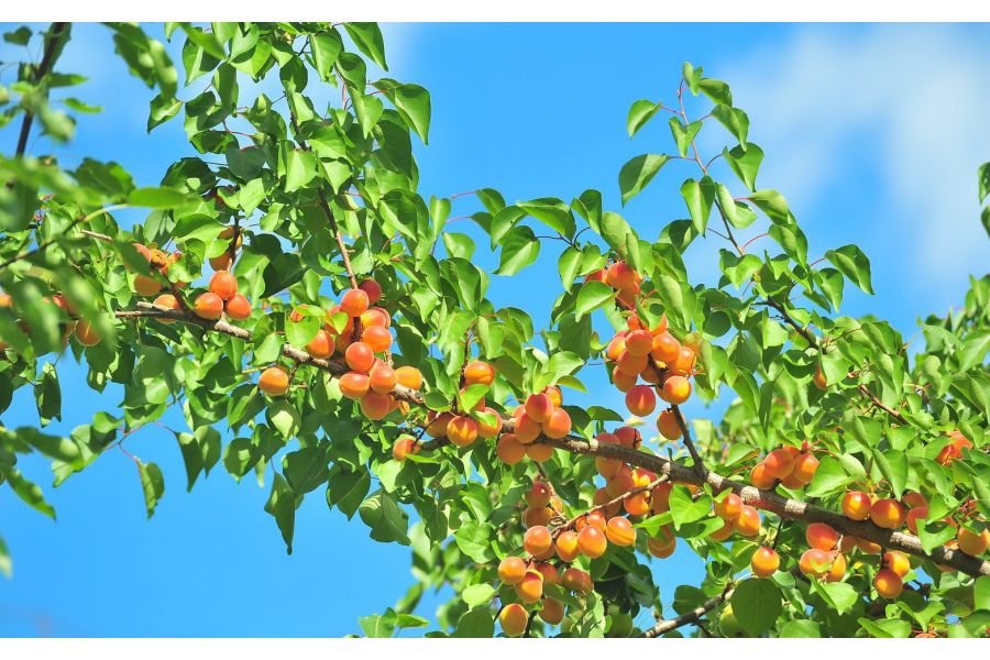 Sigma AF 75-300mm f/4-5.6 DL Minolta A б/у