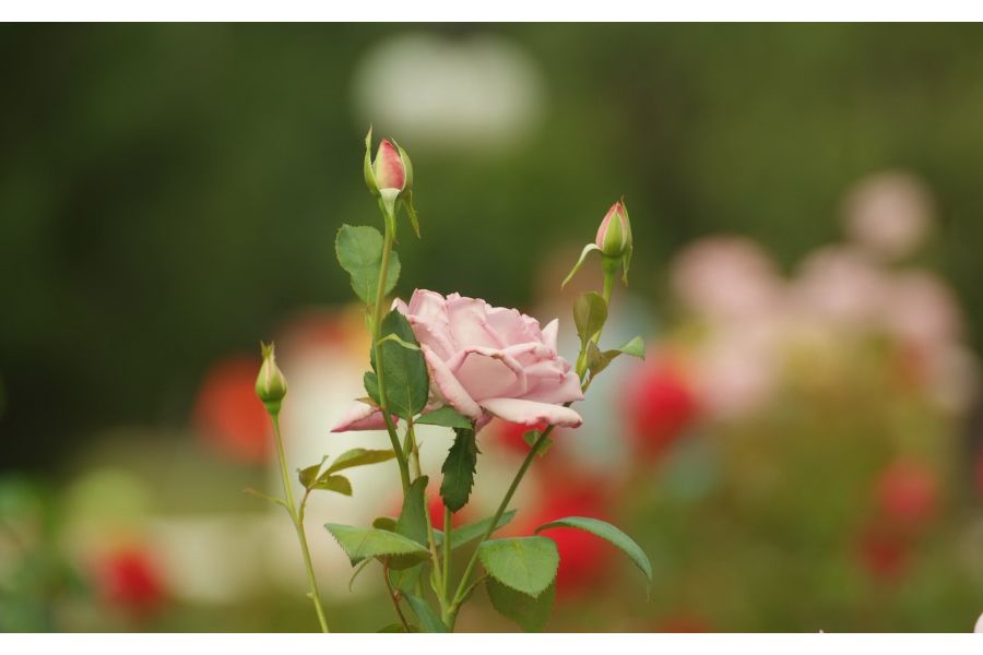 Sigma AF 75-300mm f/4-5.6 DL Minolta A б/у