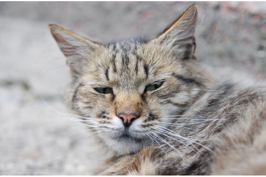 Sigma AF 24-70mm f/2.8 IF EX DG ASPHERICAL HSM Nikon F