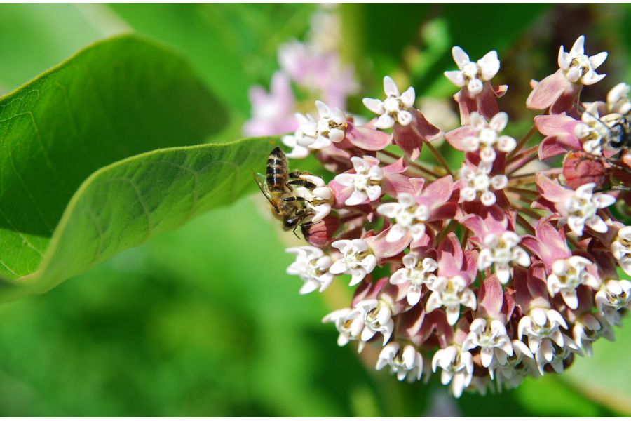 Sigma AF 24-70mm f/2.8 IF EX DG ASPHERICAL HSM Nikon F