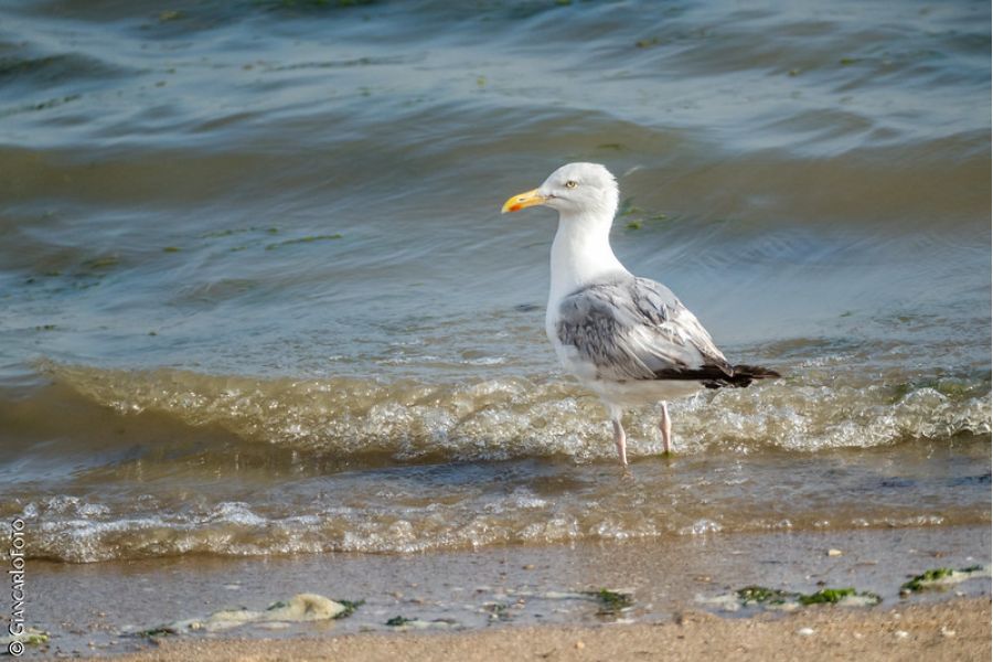 Samyang MC 500mm f/8.0 Mirror lens