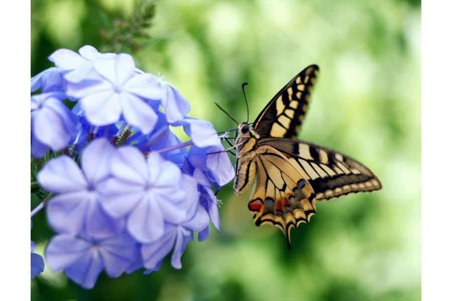 Арсат-Н / ARSAT-Н 2.8/100mm для Nikon