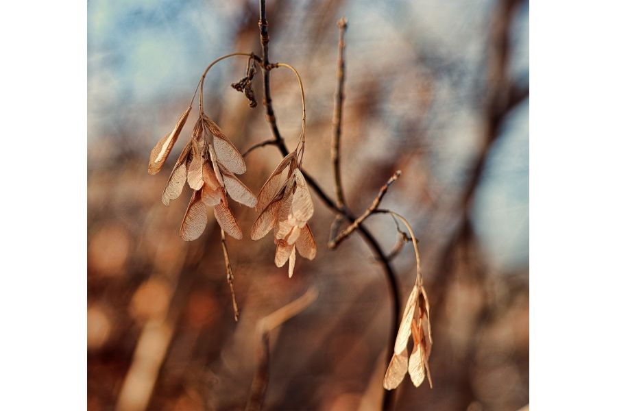 Арсат-Н / ARSAT-Н 2.8/100mm для Nikon