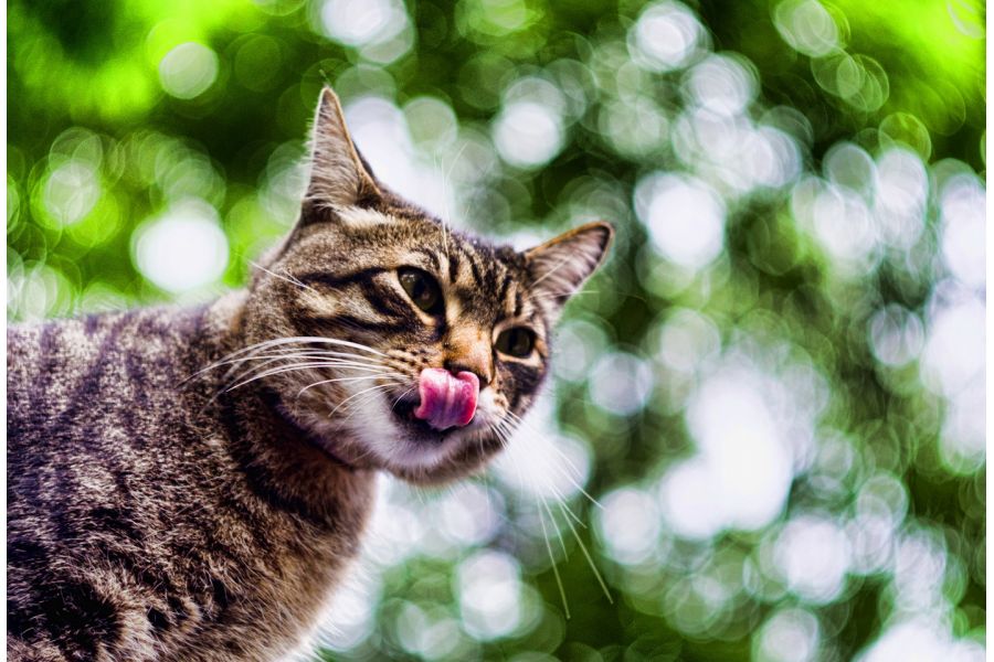 Редкость Гелиос-77К-4 МС 1.8/50 (новый)