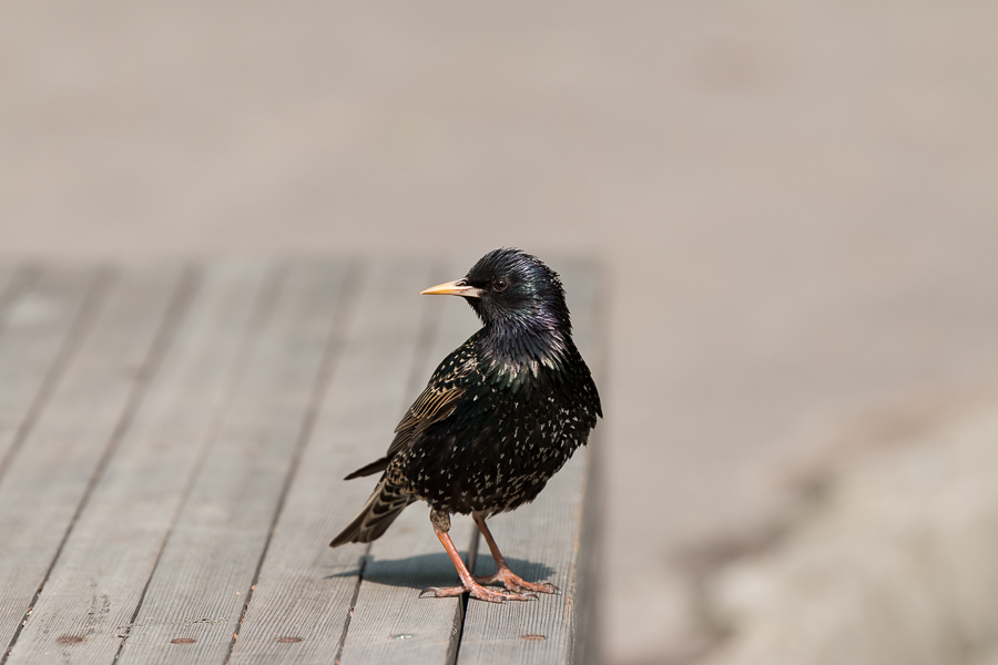 Tamron SP AF 70-200mm f/2,8 Di VC USD Canon EF