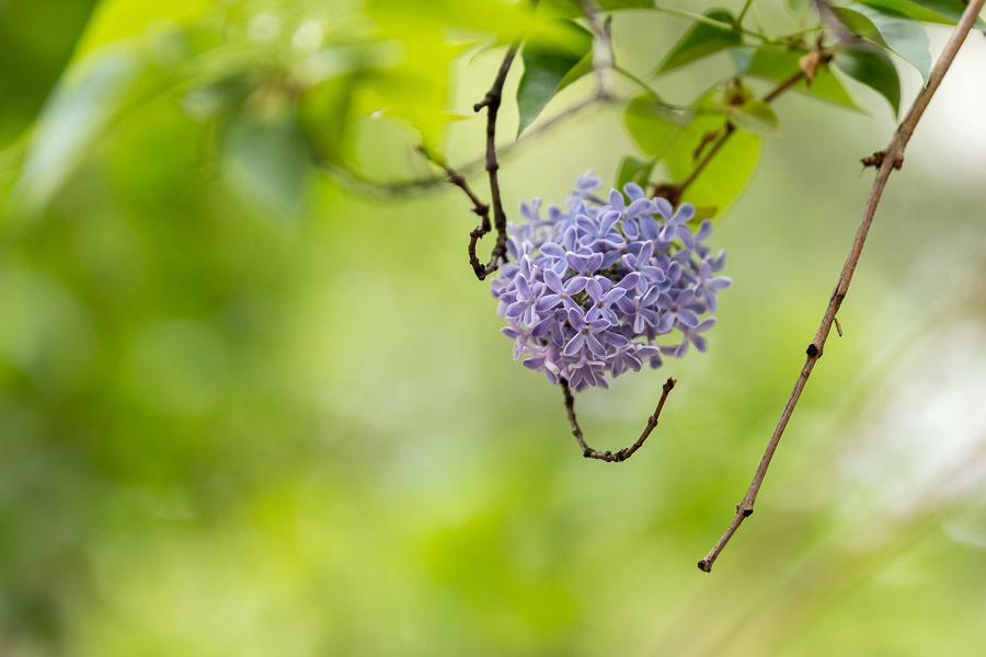 Tamron SP AF 70-200mm f/2,8 Di VC USD Canon EF