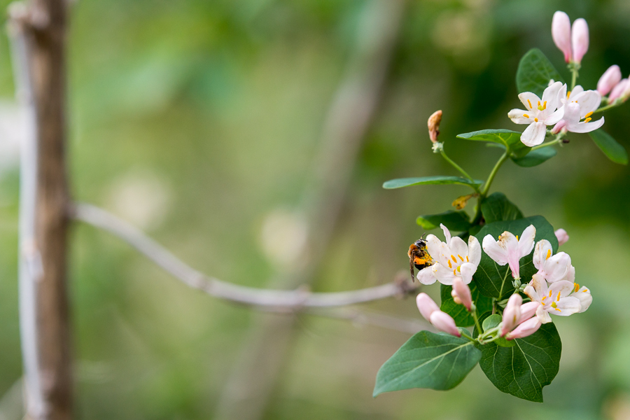 Tamron SP AF 70-200mm f/2,8 Di VC USD Canon EF