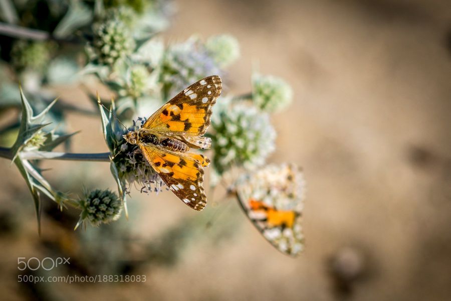 Объектив Olympus M.ZUIKO Digital 45mm f/1.8 Новый