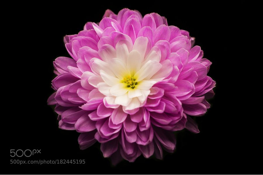 Объектив Olympus M.ZUIKO Digital 45mm f/1.8 Новый