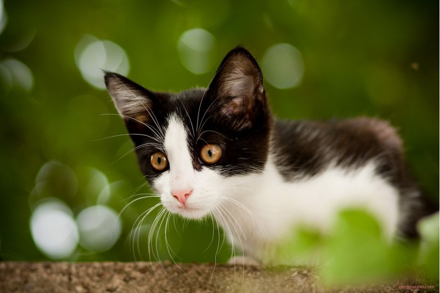 Canon EF 85mm f/1.8 USM (Japan)