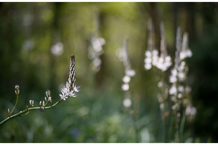 Canon EF 85mm f/1.8 USM (Japan)