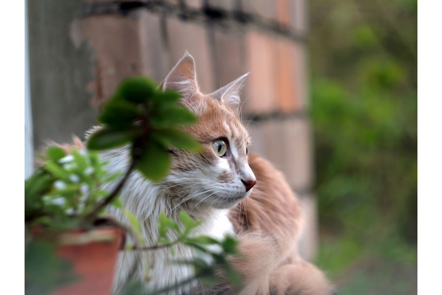 Biotar 2/58 M42 CZJ для Canon EOS