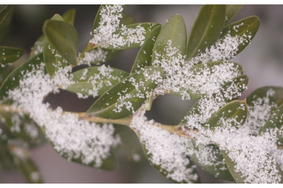 И50У-1 П 3,5/50 М39 (СССР, 1959)