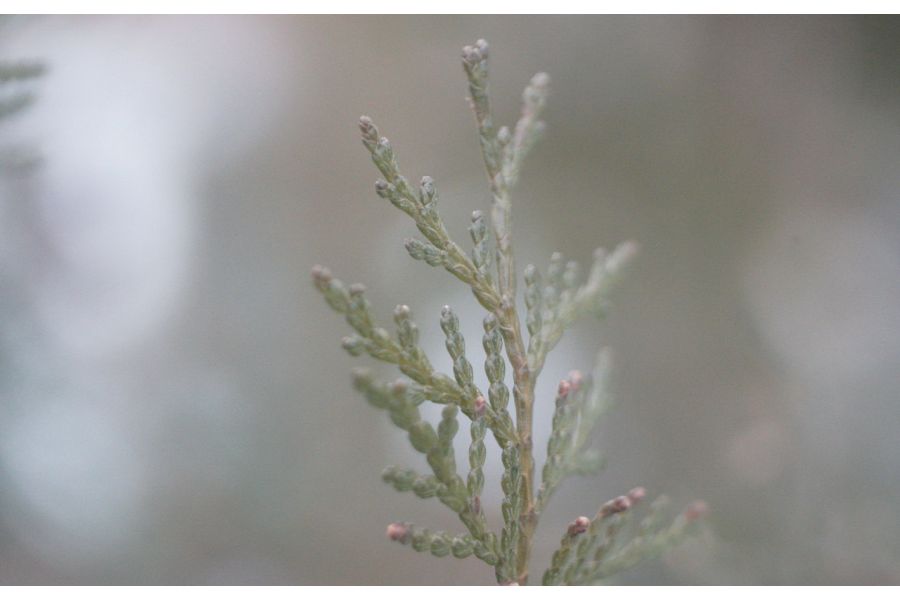 И50У-1 П 3,5/50 М39 (СССР, 1959)