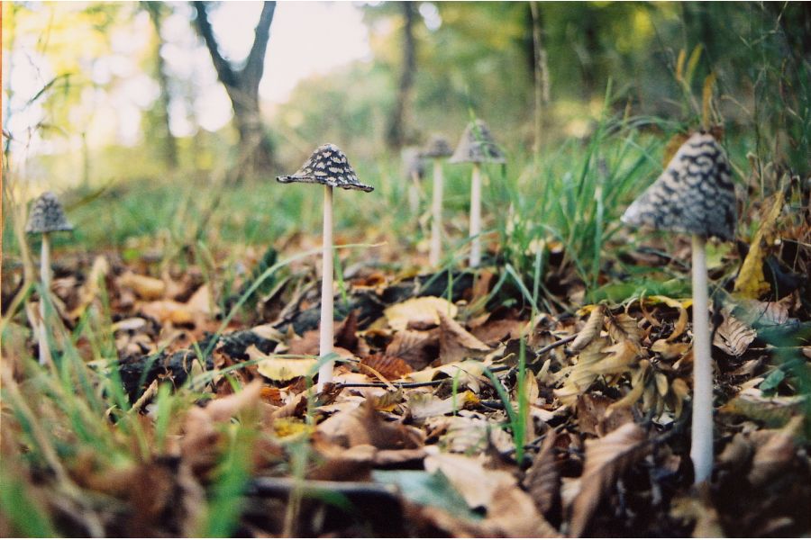 Nikon 35-70mm f/3.3-4.5 AF Nikkor