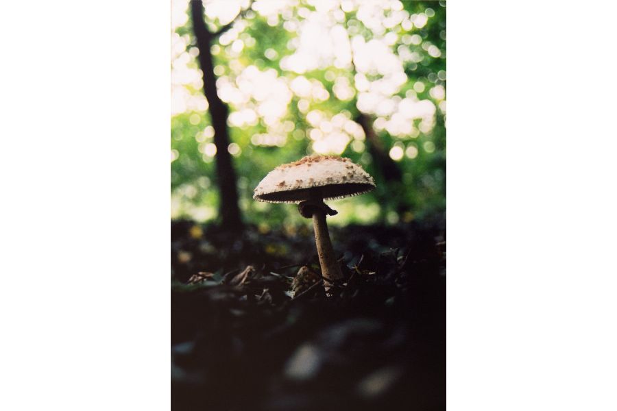 Nikon 35-70mm f/3.3-4.5 AF Nikkor