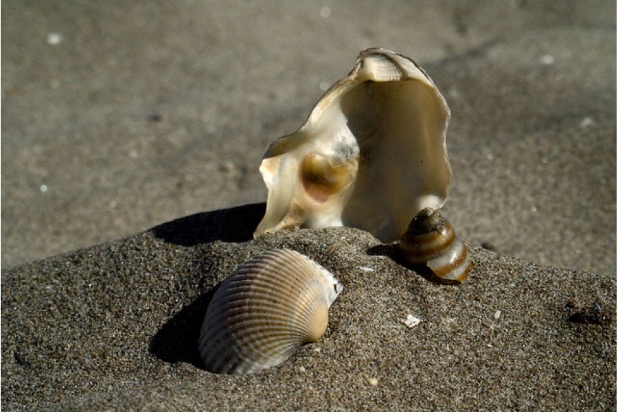 Carenar 200 mm f/ 3.5