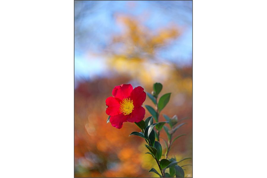 Voigtlander Ultron 28-105mm f/2.8-3.8