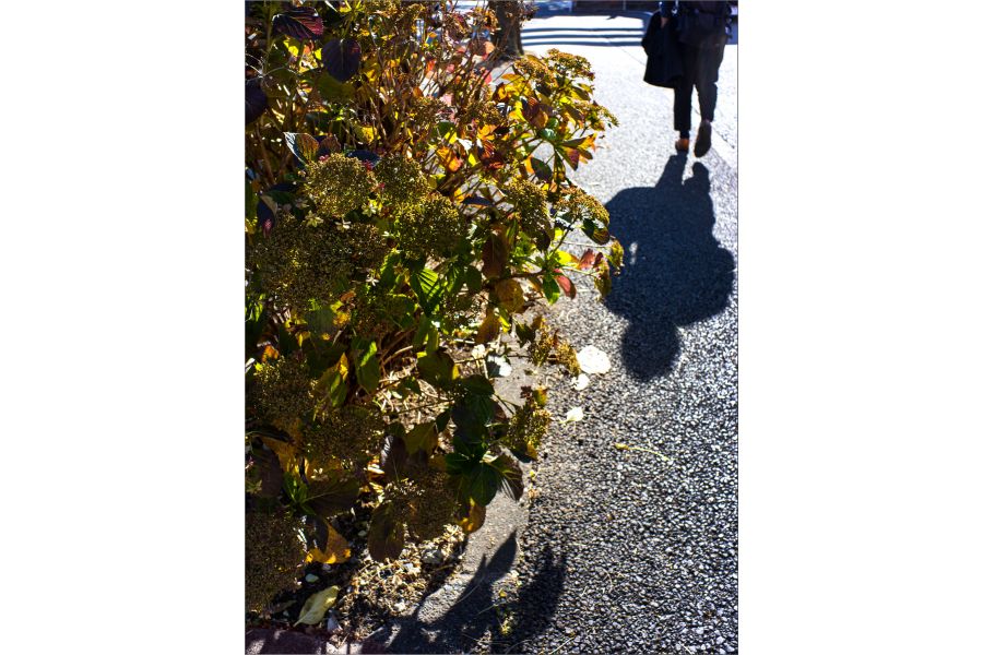 Voigtlander Ultron 28-105mm f/2.8-3.8