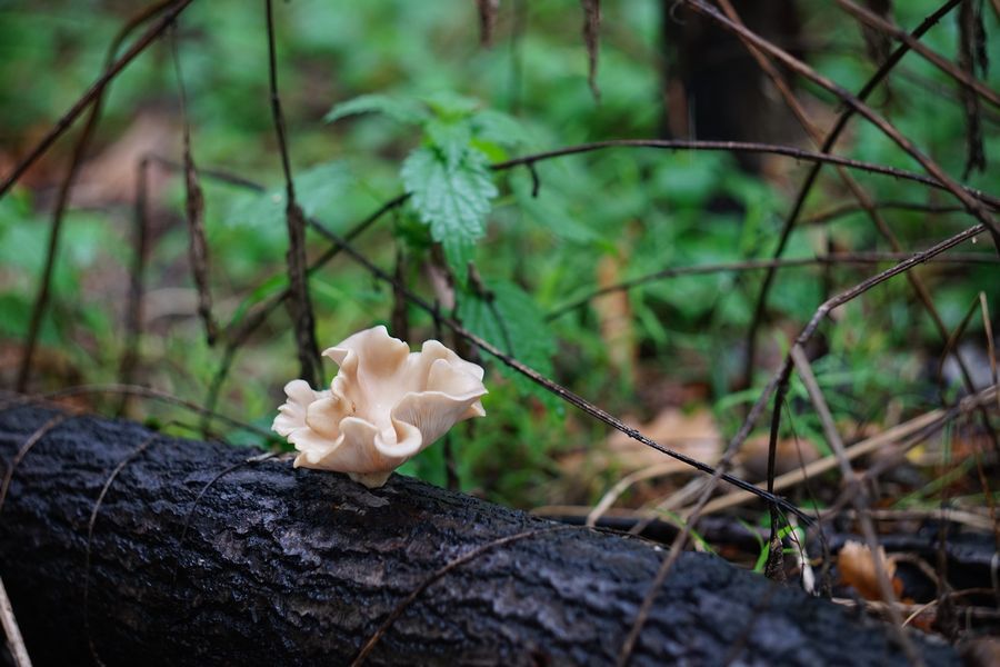 РО2-2 П 2/75 №715 (СССР, 1948)