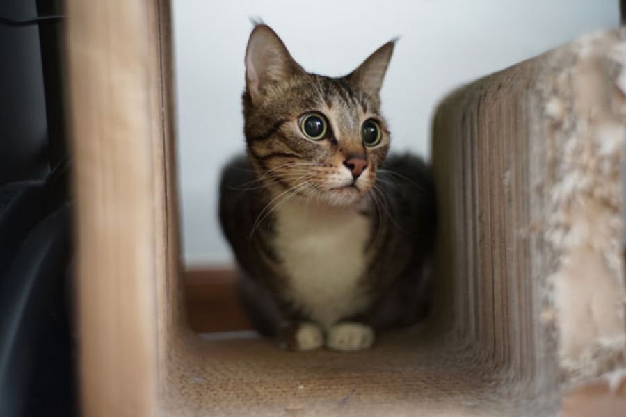 Юпитер-3 / Jupiter-3+ new 1.5/50