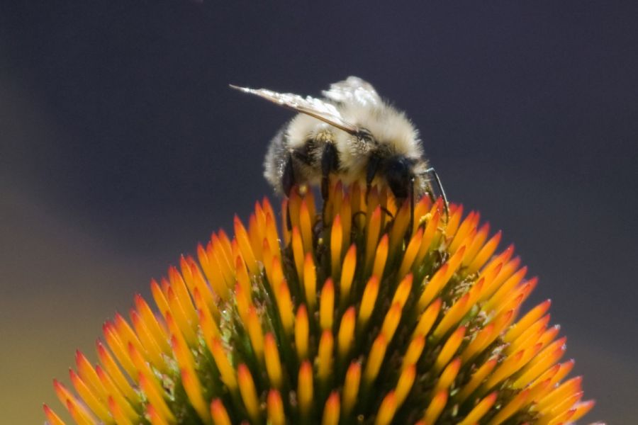 Mirrior Lens 500mm/6,3 DX