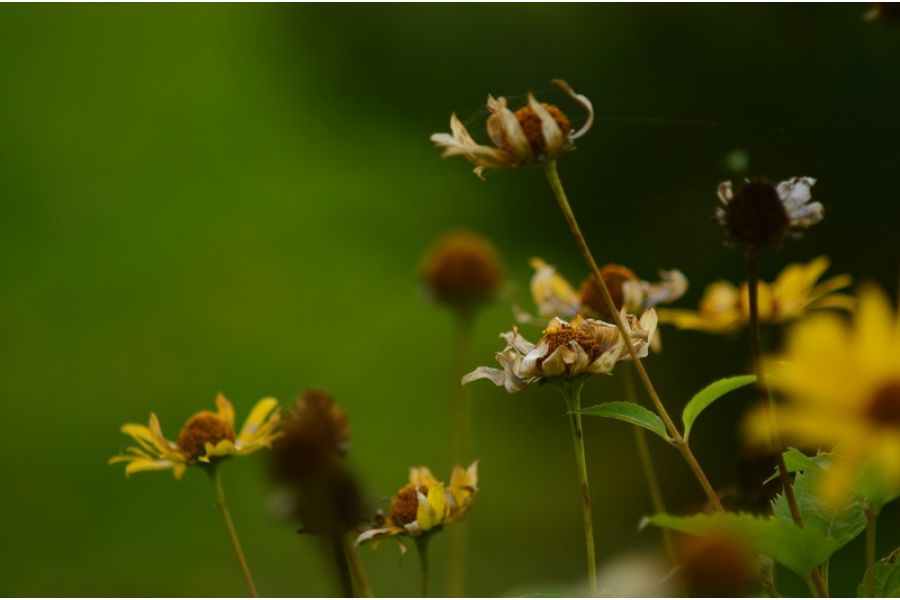 Вега-28Б МС 2.8/120 (СССР, 1987)