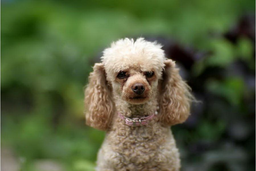 КО-140М 1,8/140 (БелОМО, 1960г.)