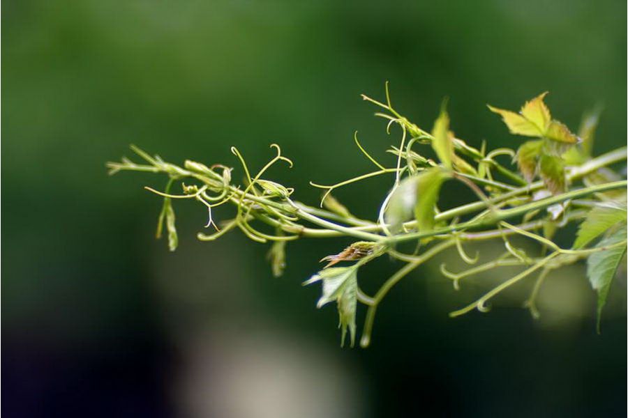 КО-140М 1,8/140 (БелОМО, 1960г.)