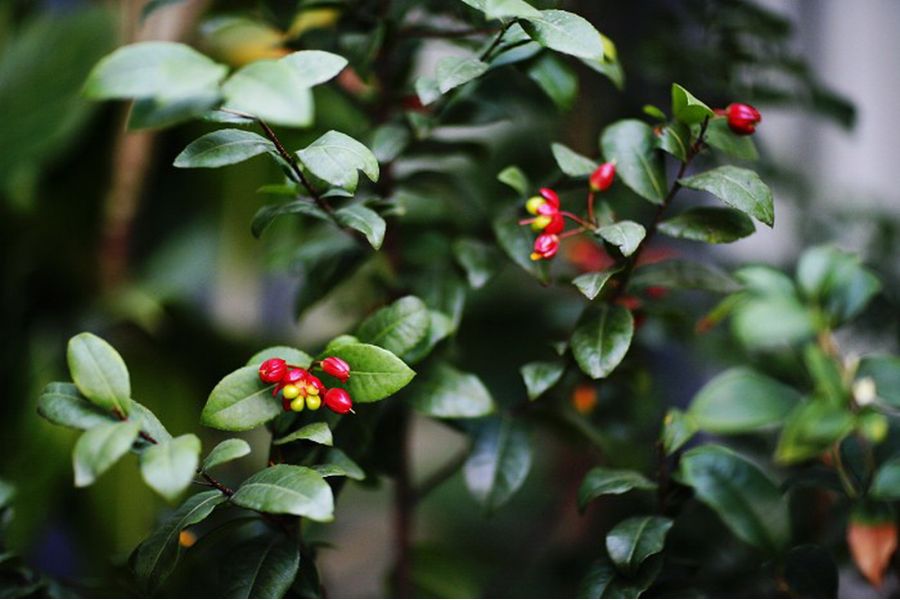 F-Distagon Carl Zeiss Tx 3,5/30 (Germany, 1978)