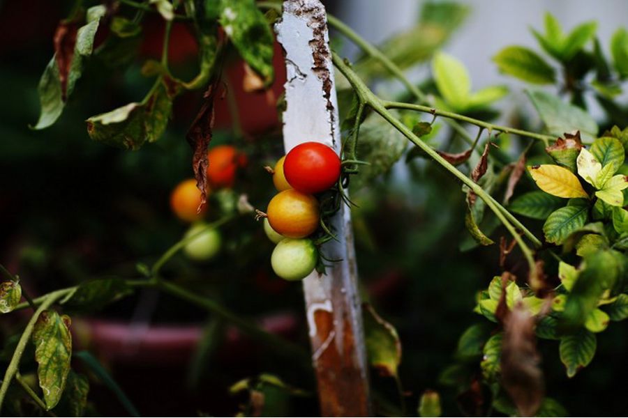 F-Distagon Carl Zeiss Tx 3,5/30 (Germany, 1978)