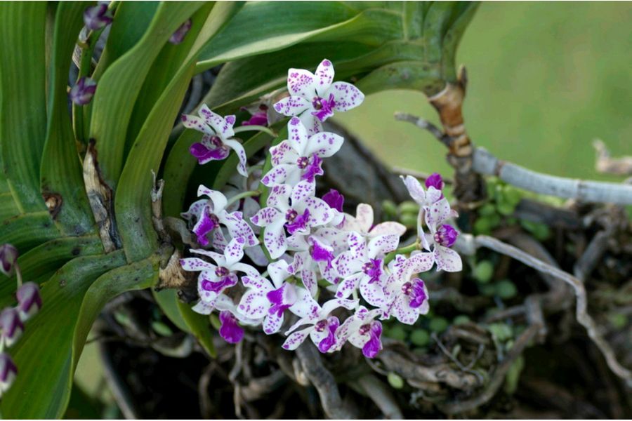 Новый Variogon 5,6/140-280 Schneider-Kreuznach (Germany, 1982)