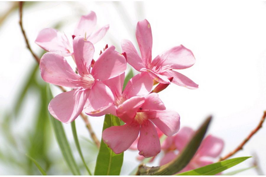 Новый Variogon 5,6/140-280 Schneider-Kreuznach (Germany, 1982)