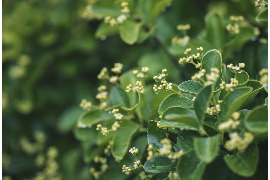 Samyang 135mm/2 ED UMC Sony А