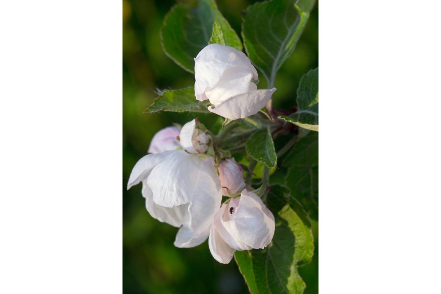 Pentax-M zoom SMC 2.8-4/40-80mm