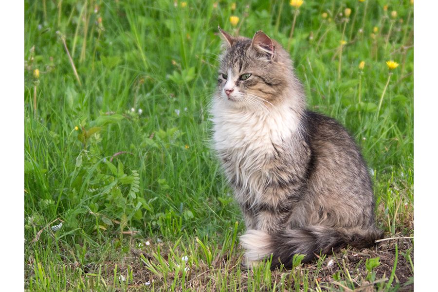 Pentax-M zoom SMC 2.8-4/40-80mm