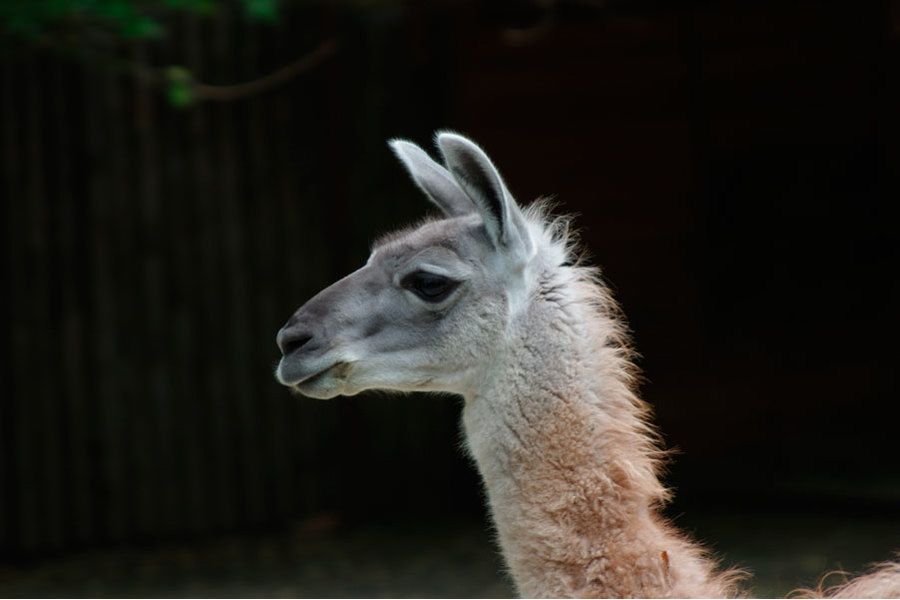 Soligor MC 100-300mm/5