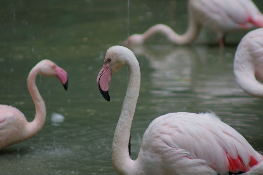 Soligor MC 100-300mm/5