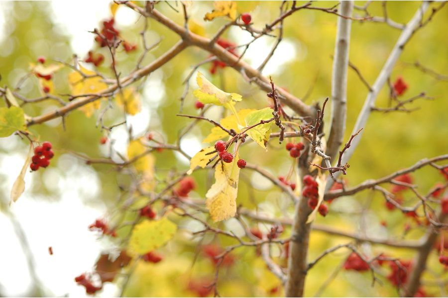 Sigma AF 75-300mm f/4.5-5.6 Zoom-II Multi-coated