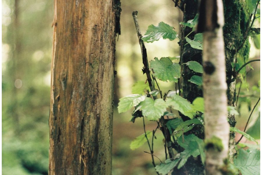 Зенит 312М + Зенитар М2s (КМЗ, 1999 г.)