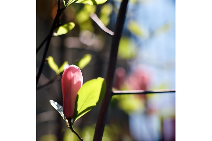 Новье Калейнар 3Б 2.8/150mm для Canon