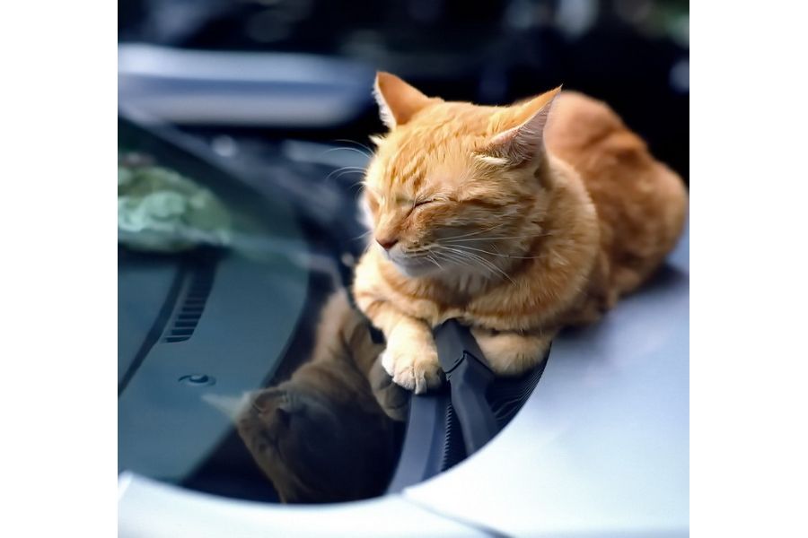 Новье Калейнар 3Б 2.8/150mm для Canon