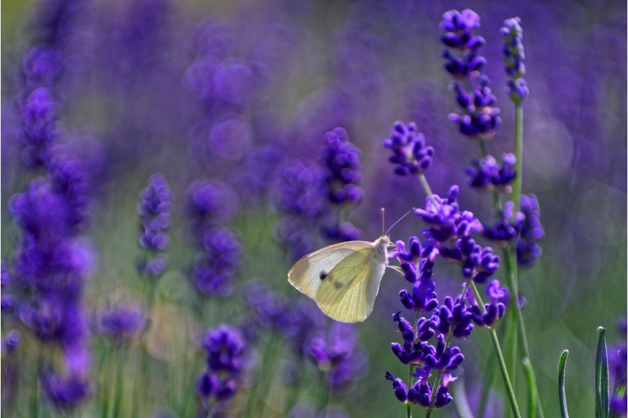 Kiron 3,5-4,5/28-70mm (Japan, 1982)