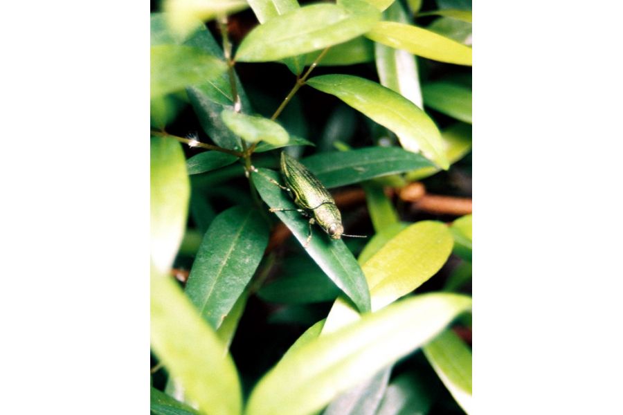 Pentax-A zoom 28-80mm f/3.5-4.5 (Japan, 1990)