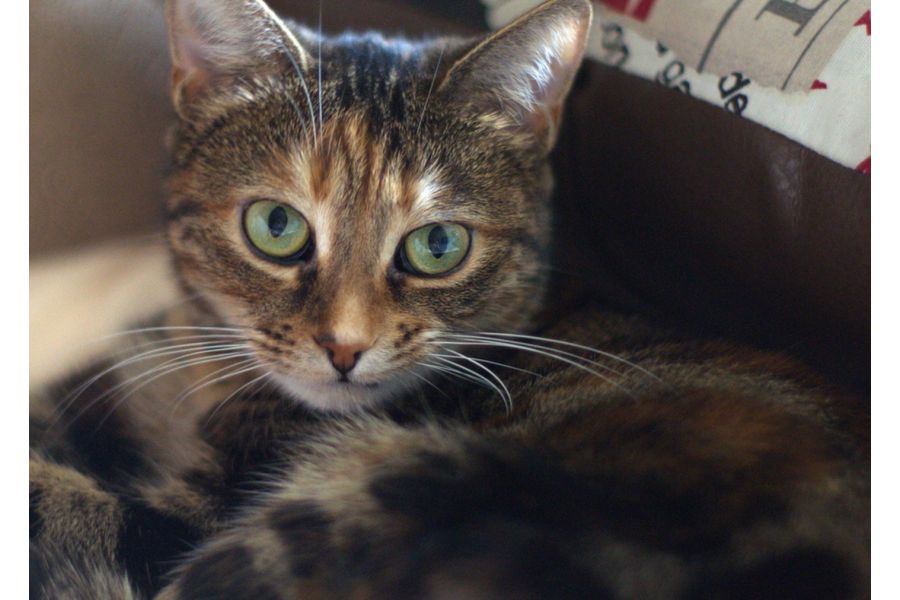 Takumar 1.4/50 SMC для Nikon lens