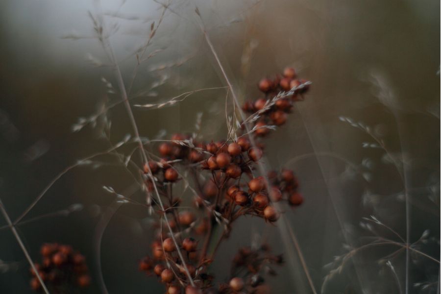 Oreston 1.8/50 Meyer-Optik Gorlitz для Canon EOS