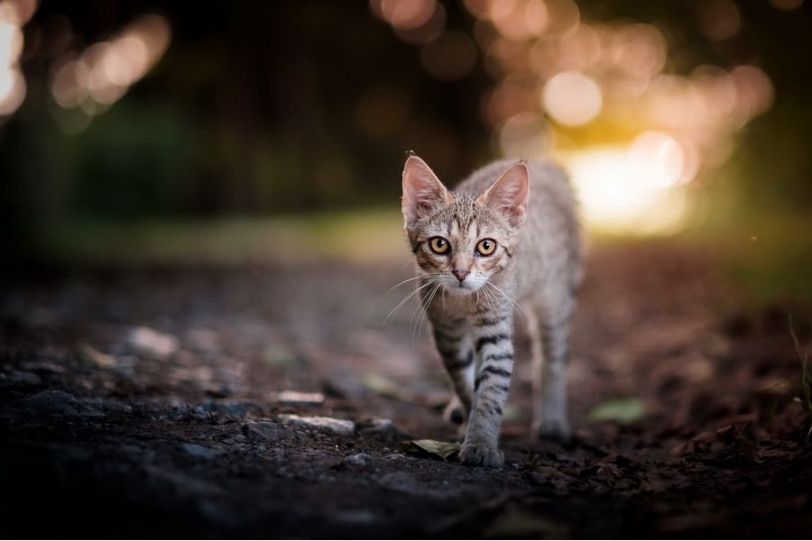 Fujifilm XF 56mm f/1.2 R в упаковке