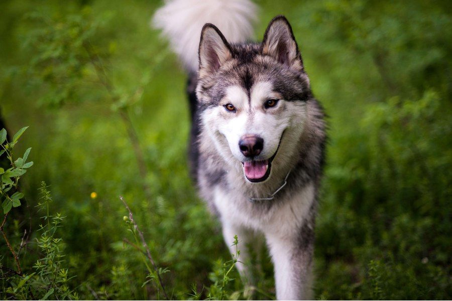 Nikon 85mm f/1.8D AF Nikkor в упаковке